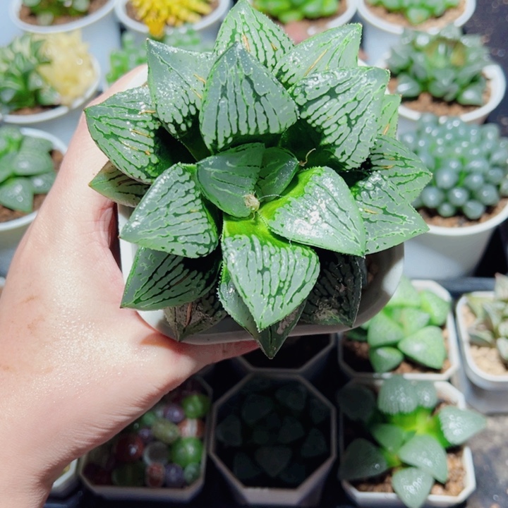 母本马丽丽多肉植物