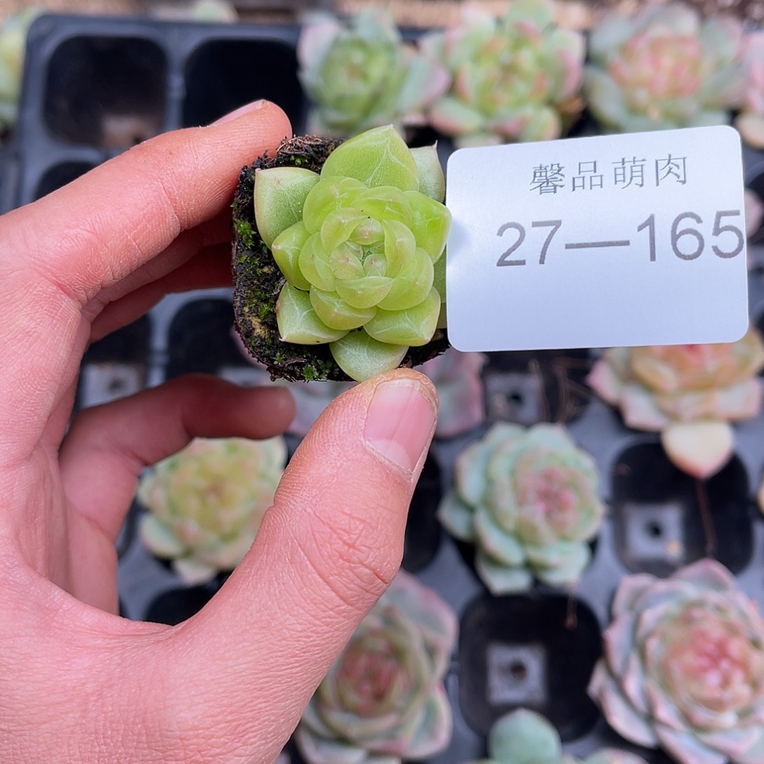 多肉一物一拍27-165