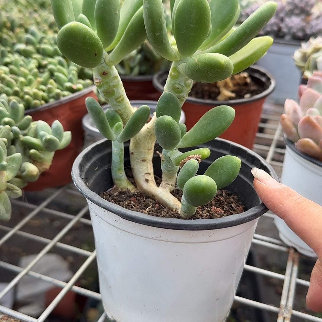 金蝉炖藕老庄多肉