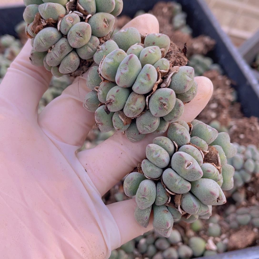 3颗口笛88888888888