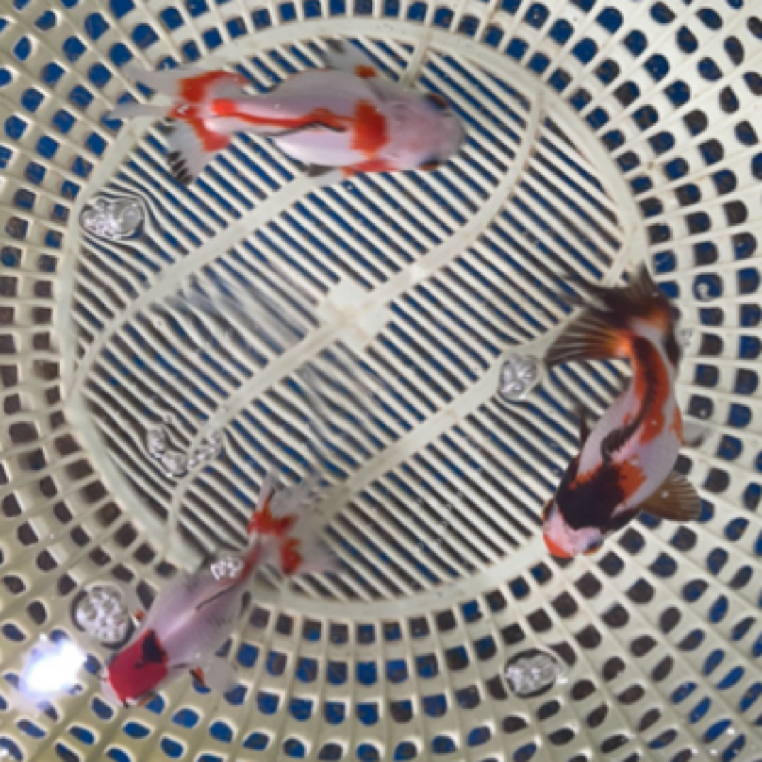 观赏鱼活体直播间改价链接