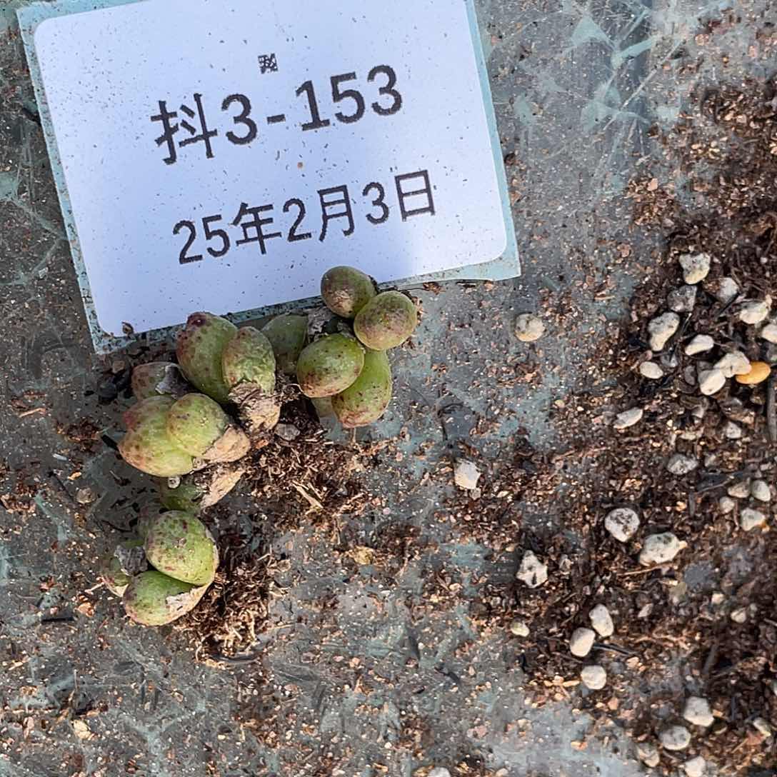 理**费3-153肉锥多肉植物