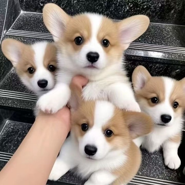 狗狗活体柯基幼犬小短腿柯基两色长毛柯基幼崽