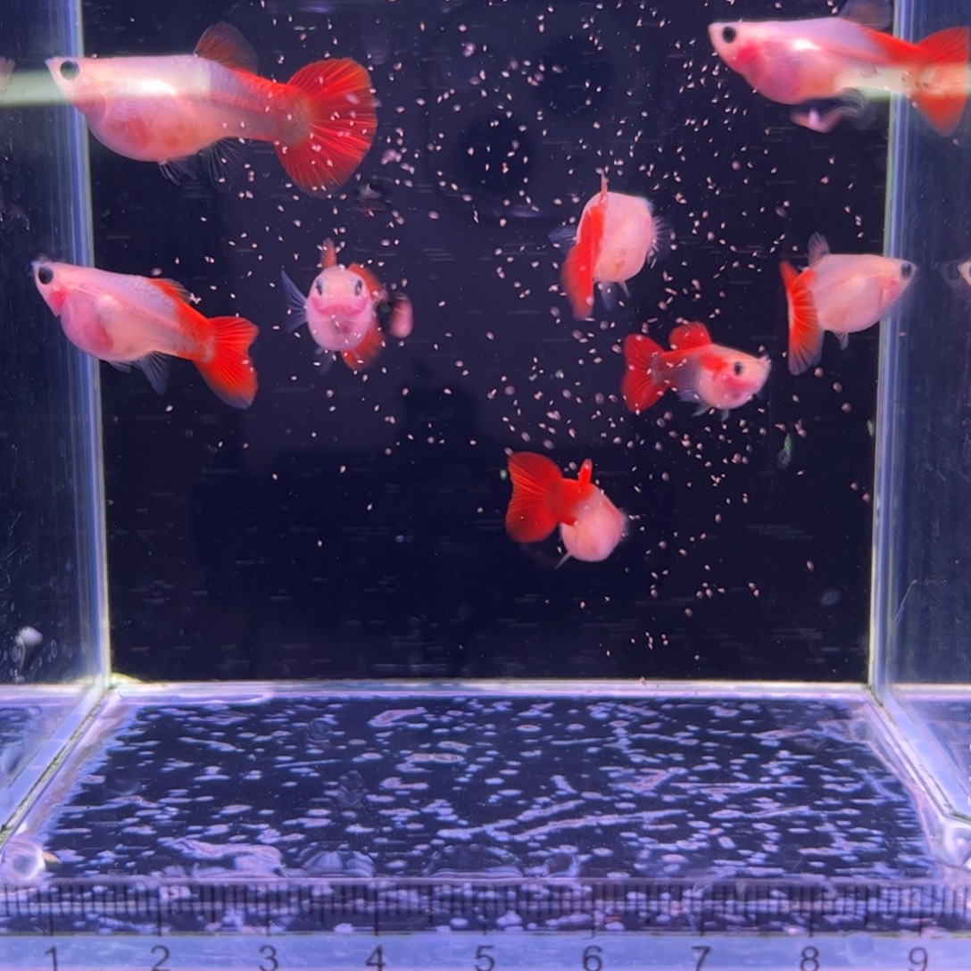 孔雀鱼红礼服玻璃猫6母2公