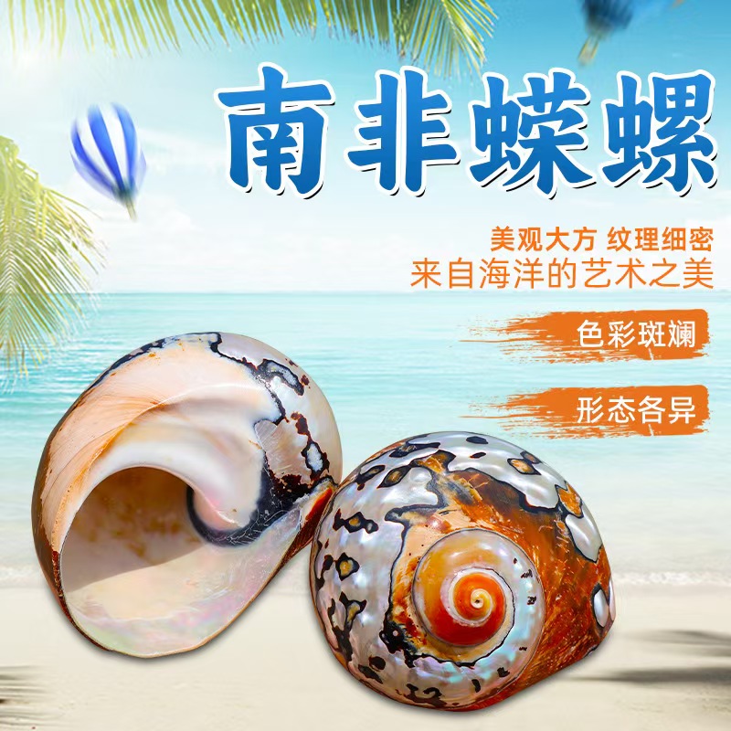 南非蝾螺天然贝壳海螺鱼缸装饰摆件创意造景摆件海螺贝壳