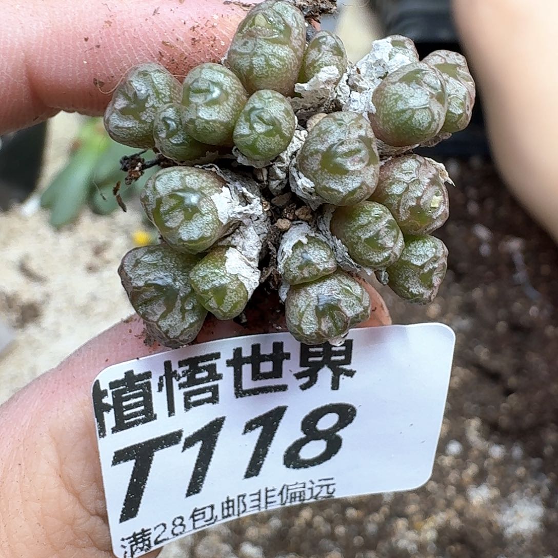 多肉植物仙人掌egbb