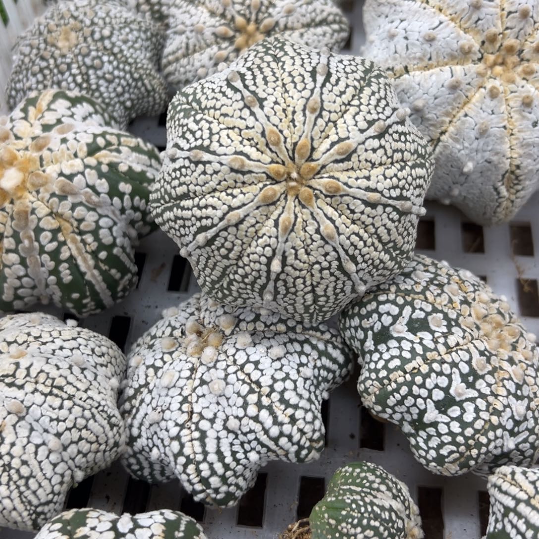 S370号兜仙人球多肉