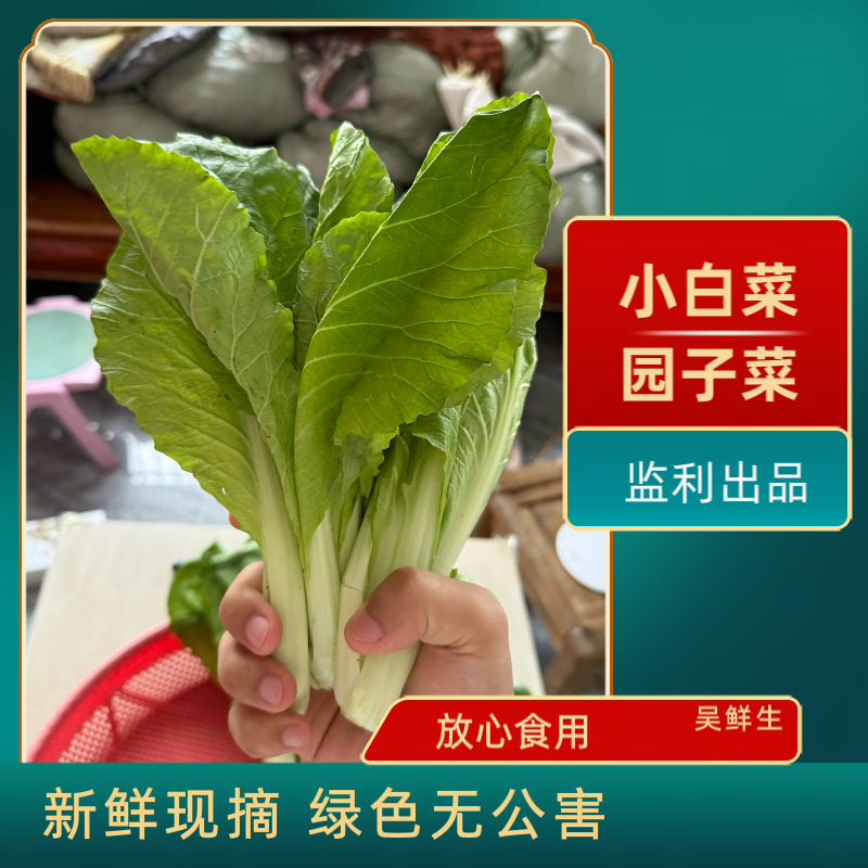 湖北监利本地 新鲜上市 脆嫩爽口小白菜