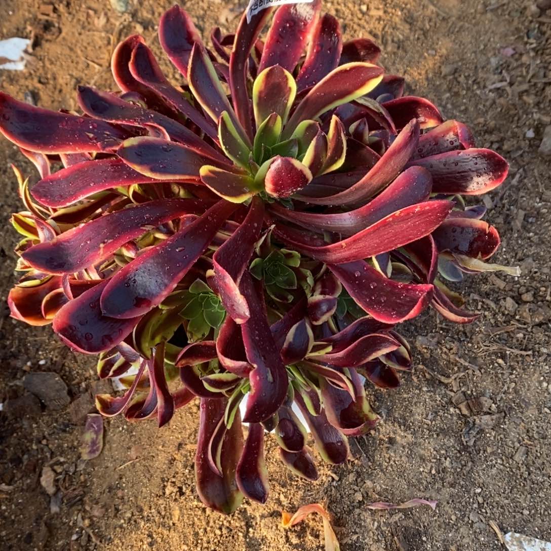 007欧佳丽多肉法师锦