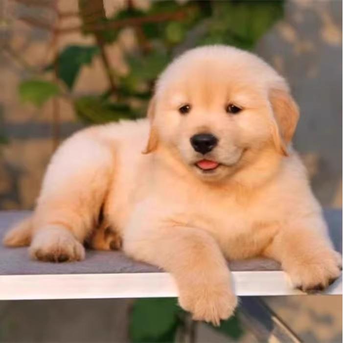 金毛幼犬家养可爱真狗便宜幼崽高智商聪明温顺大型犬活物护院活体