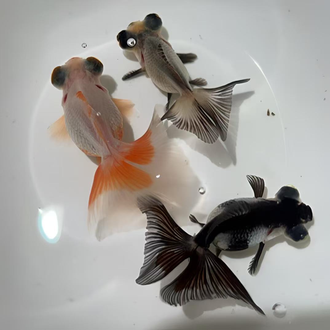 直播选鱼龙睛蝶尾活体金鱼冷水观赏鱼