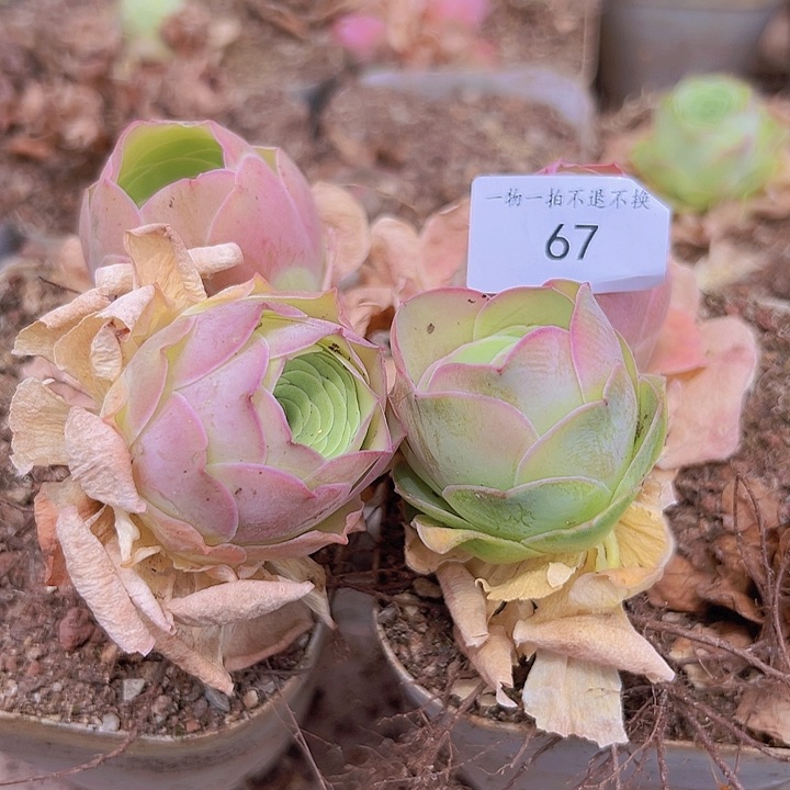 山地玫瑰多肉植物67