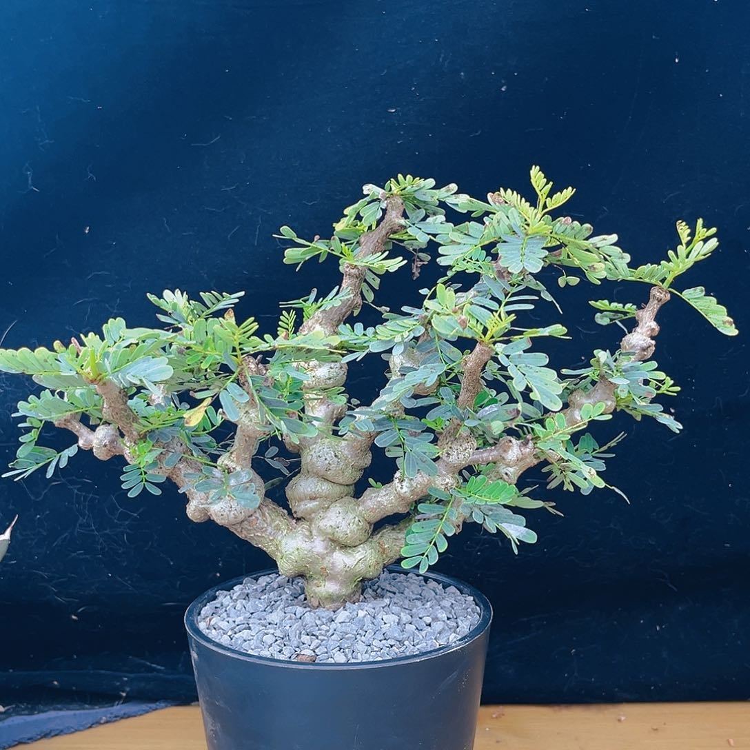 沙漠苏木爆瘤款6号