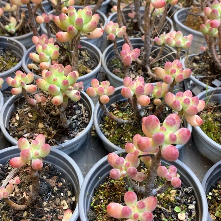 139。果冻乙女心。不售后