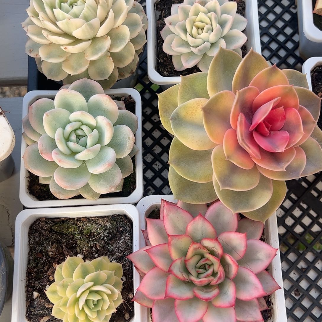 新手养肉套餐福利