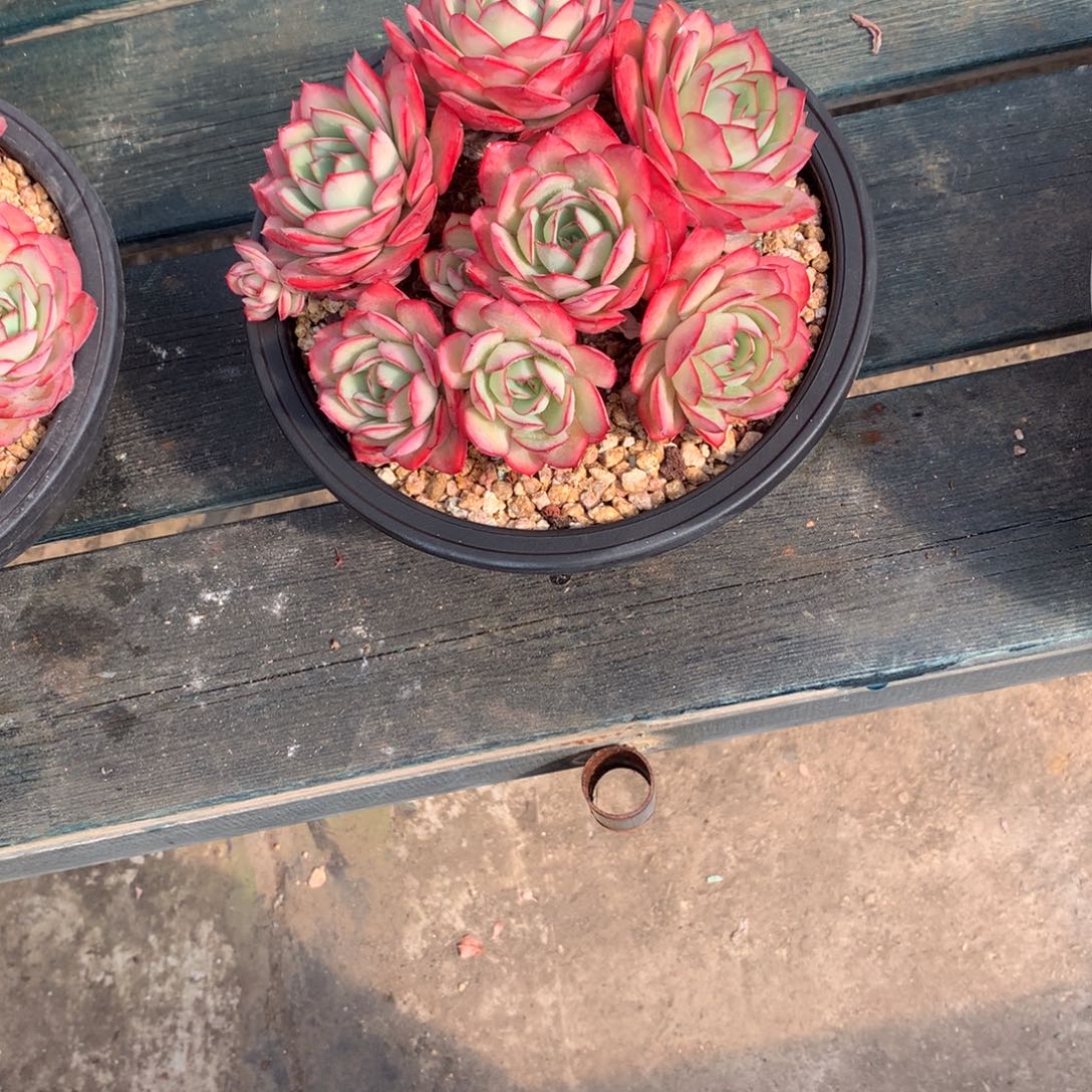 珍***茶一物一拍一拍一物一拍