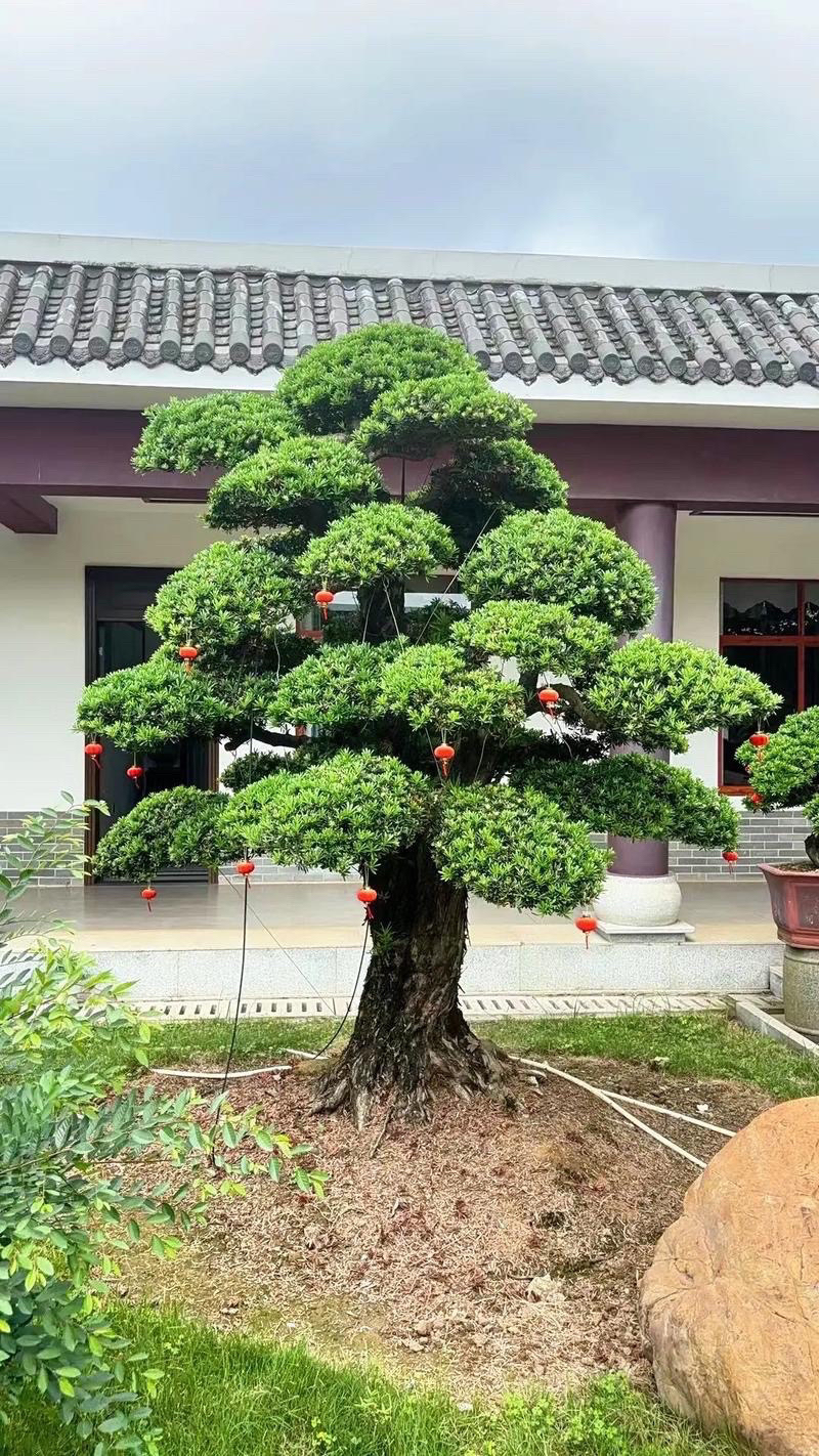 【一物一拍】原生地景盆景老桩造型罗汉松