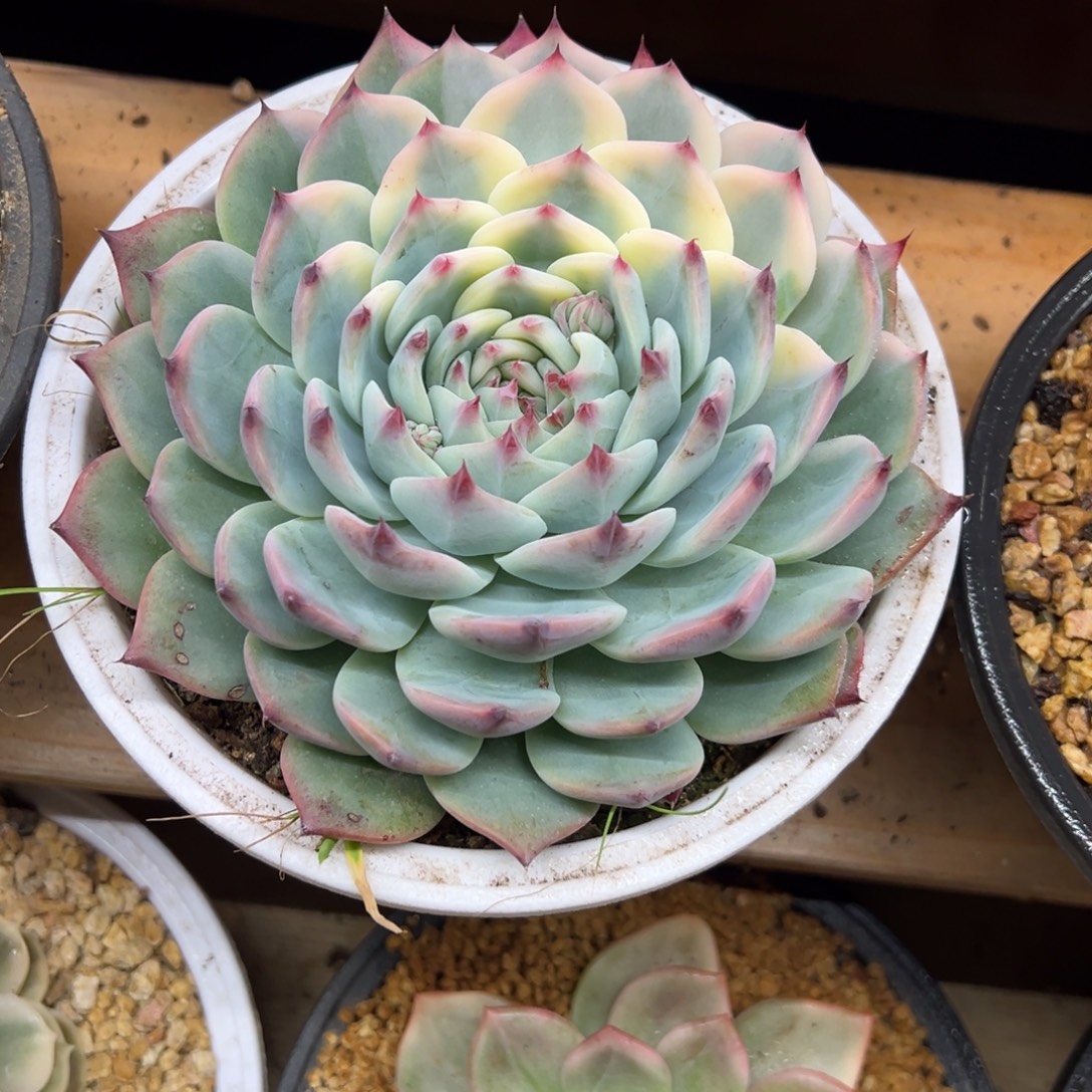 吉娃娃锦 夏鸣园艺