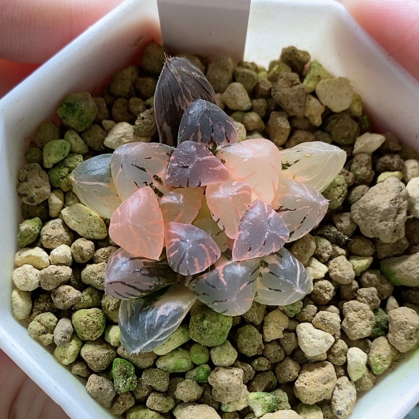 【闪购商品】2福利冰灯玉露锦