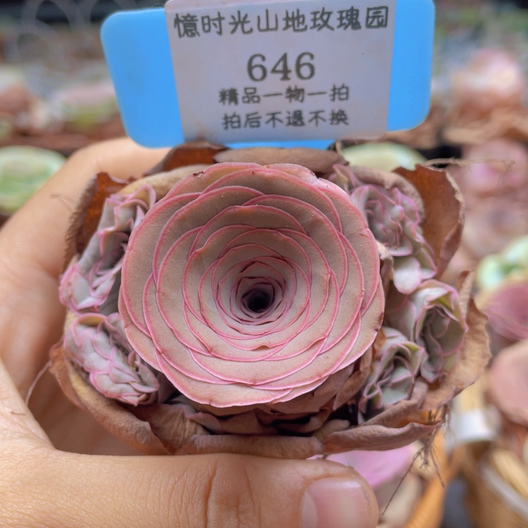 山地玫瑰646裸根发货不售后