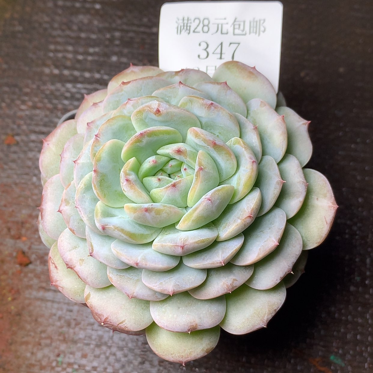 【闪购商品】云347号