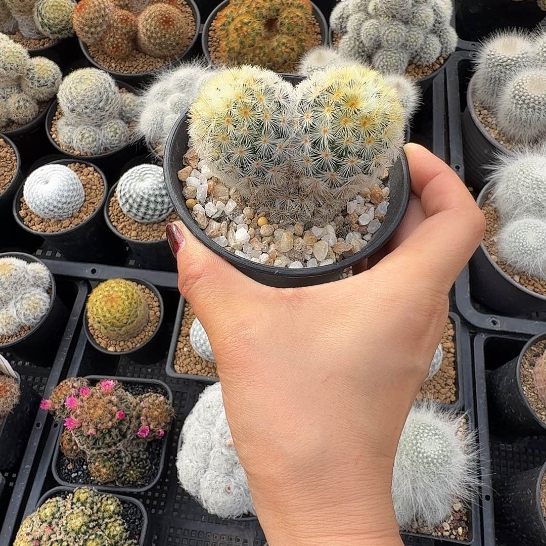 嘉文丸带盆发货50