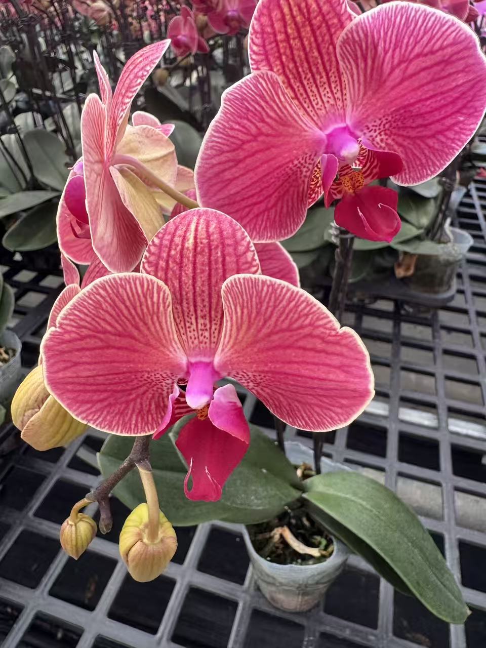 蝴蝶兰【聚宝橘子双】鲜花盆栽室内观赏花花佛山基地直发好养易活