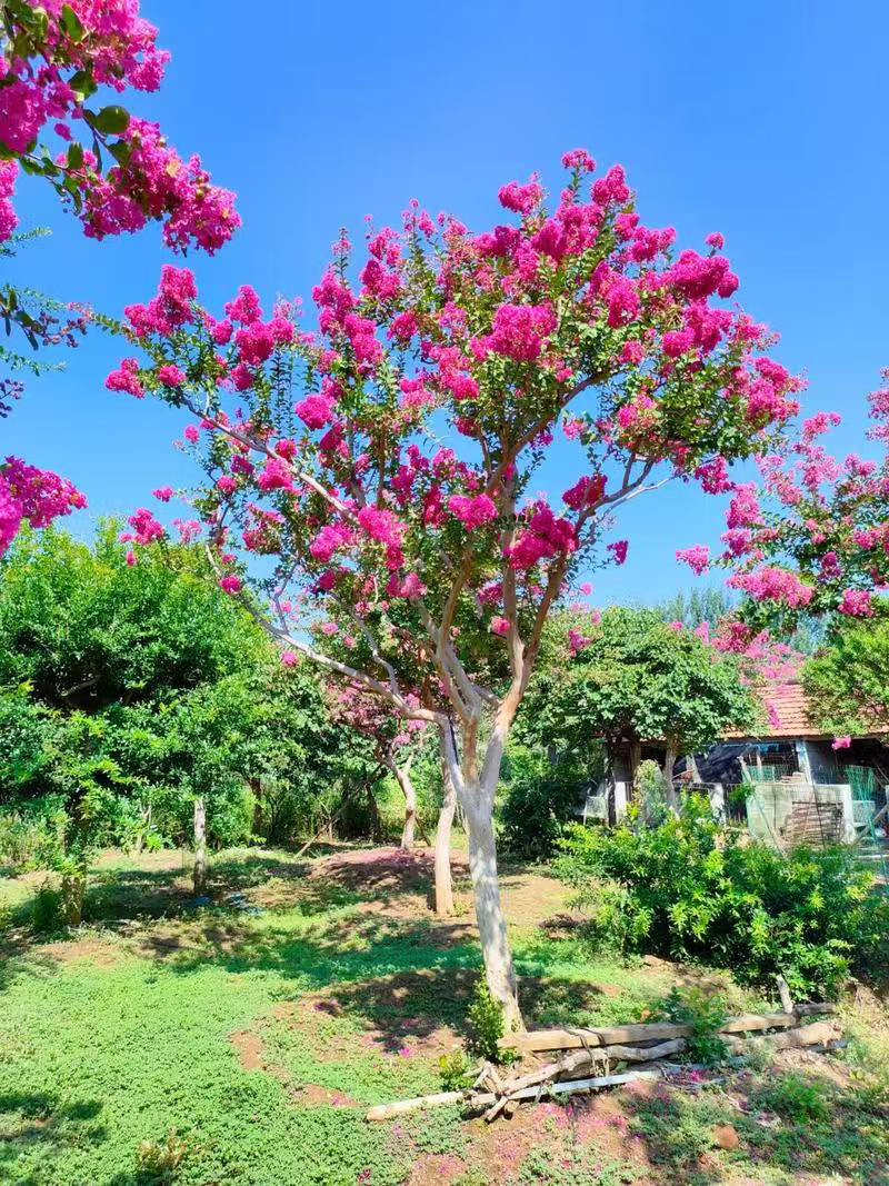 紫薇素材室外实木，花卉，绿植盆景，园艺产品，种植方法