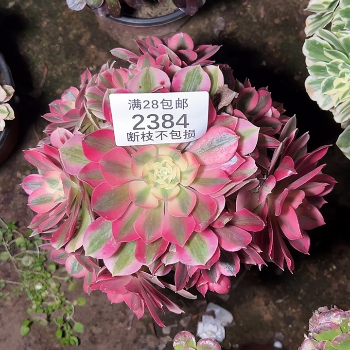 2384粉女巫多肉植物