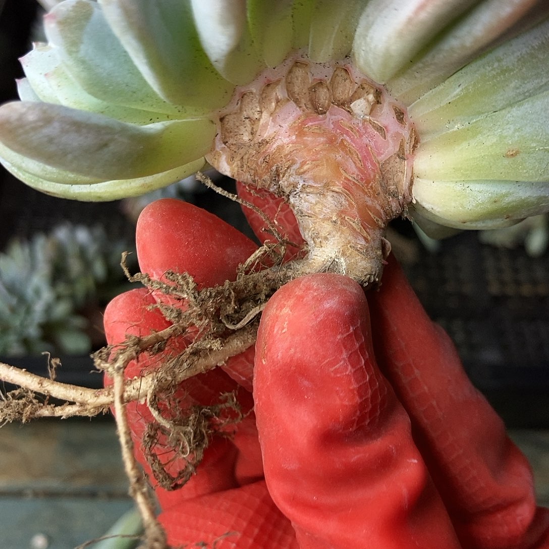 9-114 星影缀一物一拍