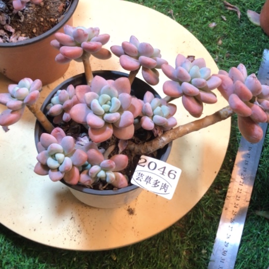 香水洛神，2046，一物一拍