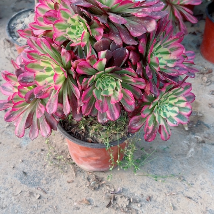 544舞天姬多肉里