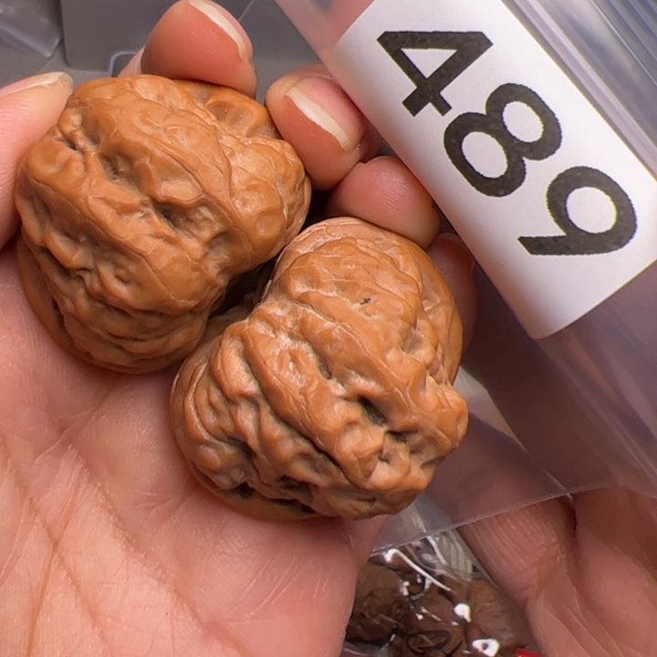 核桃38尺489号蛙蛙蛙