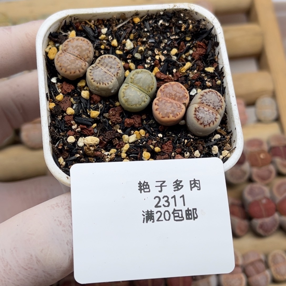 2311号一盒彩色小饼干