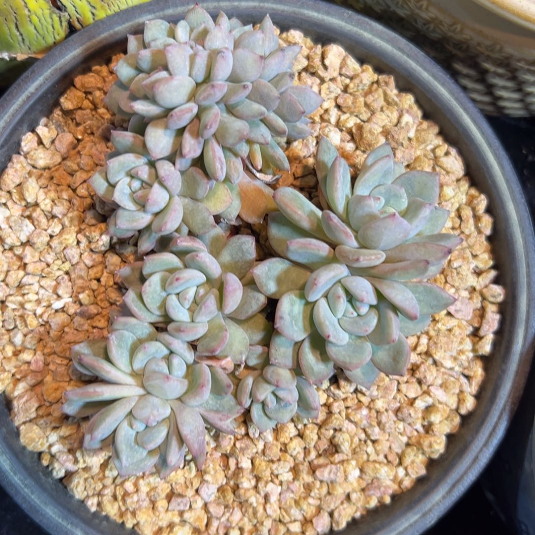 新年快乐 新年快乐