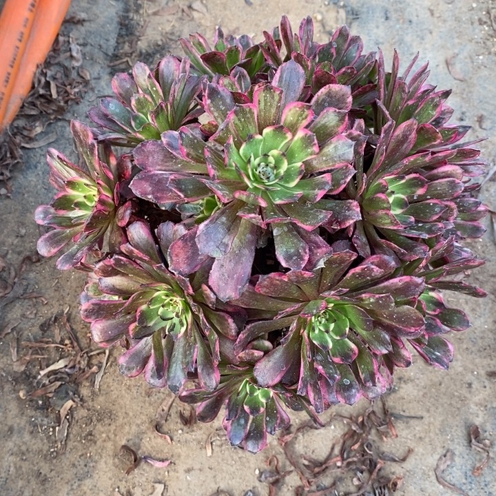 红金刚91多肉植物法师法师