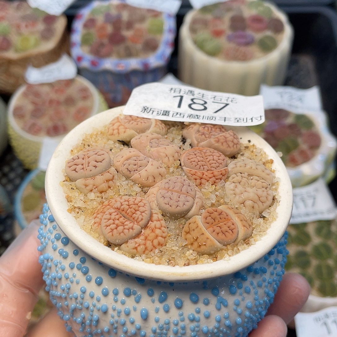 相遇生石花链接187