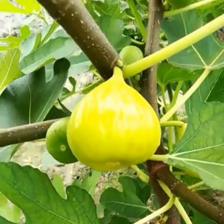金傲芬无花果，大果盆栽地栽