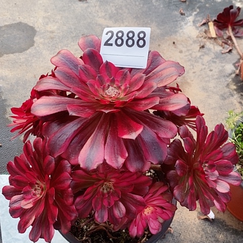 红陶2888美姬4多肉