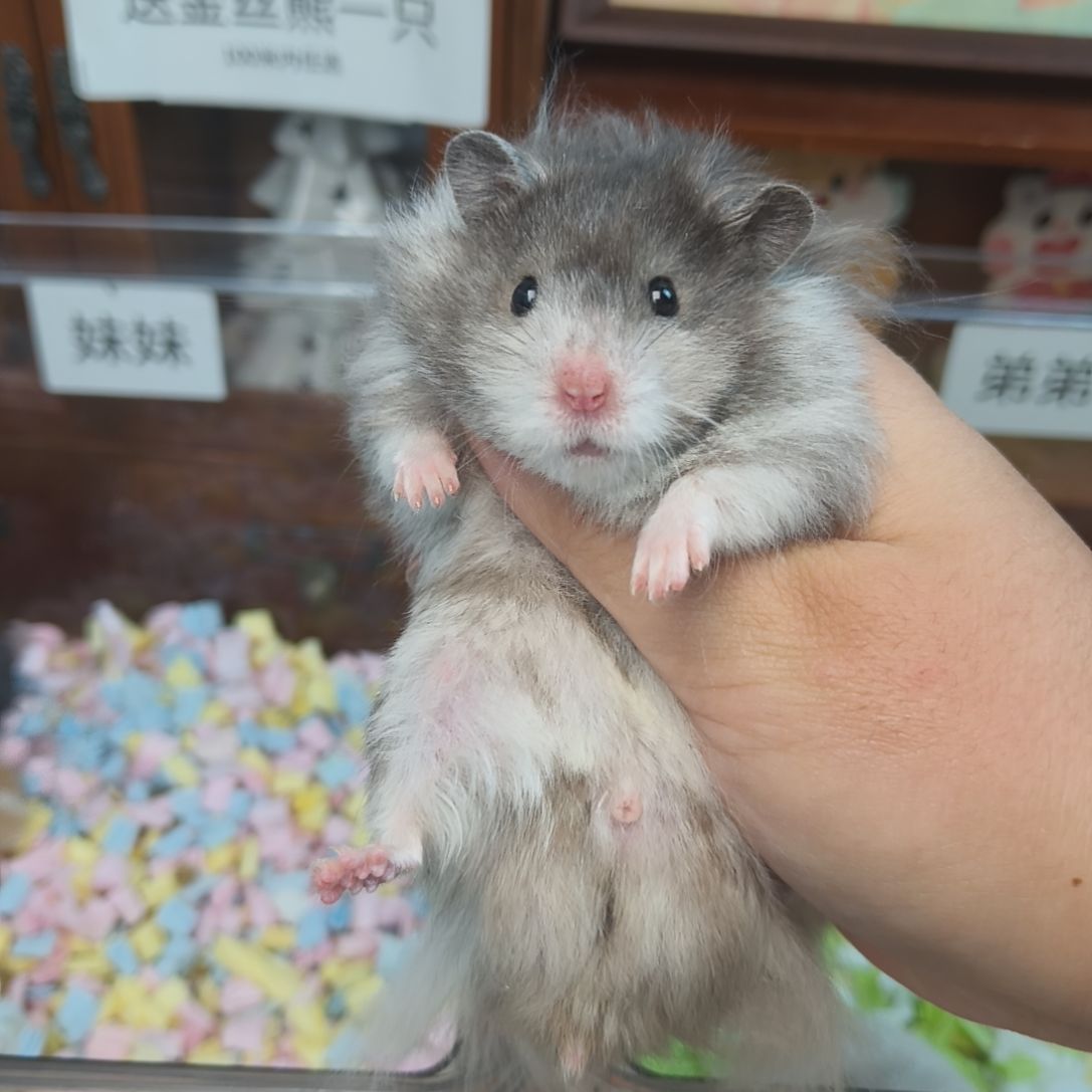 成年长毛黑波弟弟