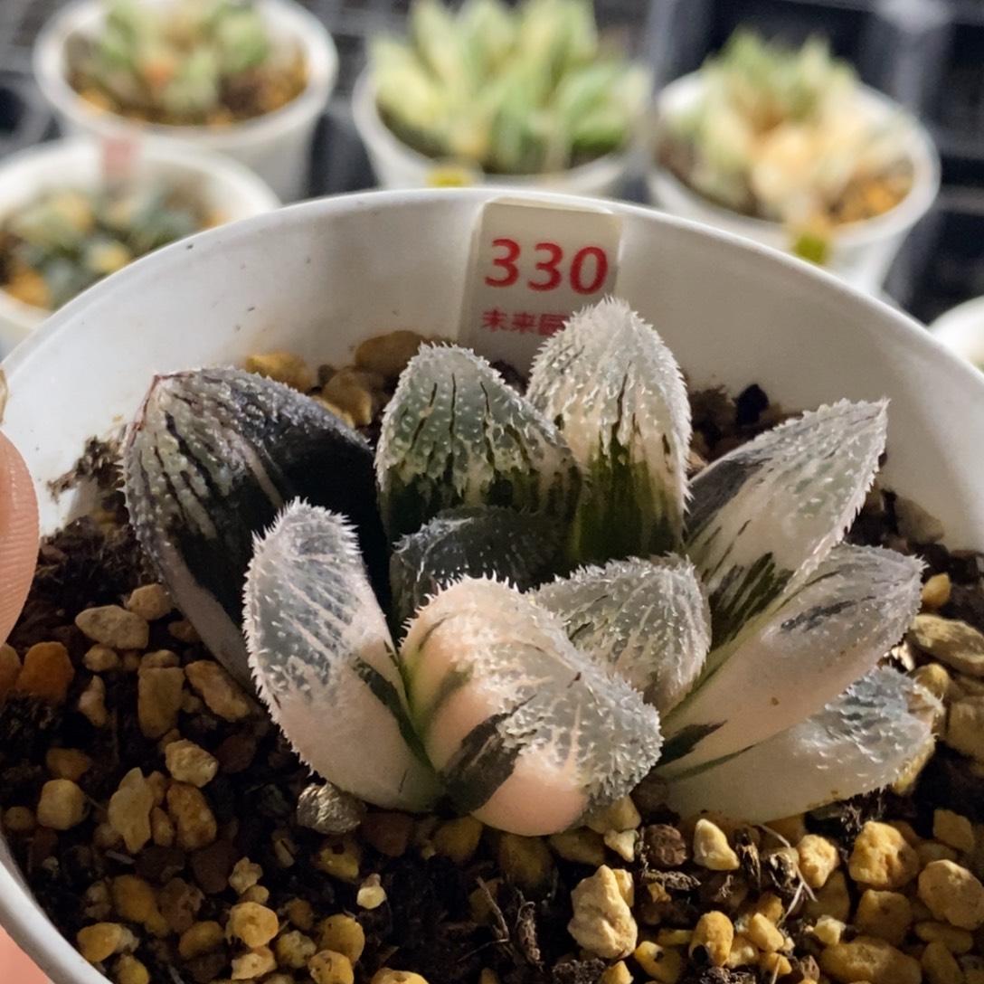 330号狼蛛玉露锦锦