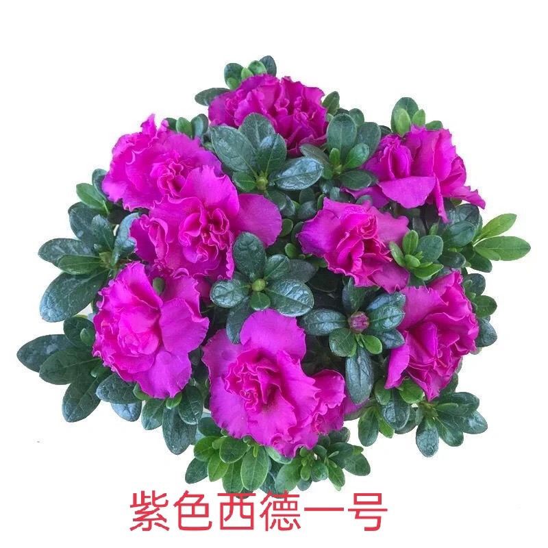 稀少高贵典雅西德一号紫色杜鹃花四季开花不断室内外阳台盆栽