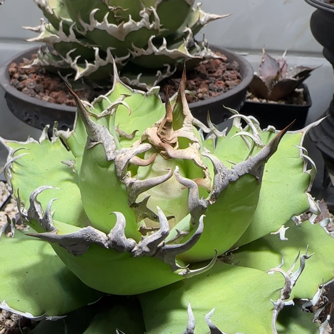 凯撒龙舌兰啦啦啦啦啦