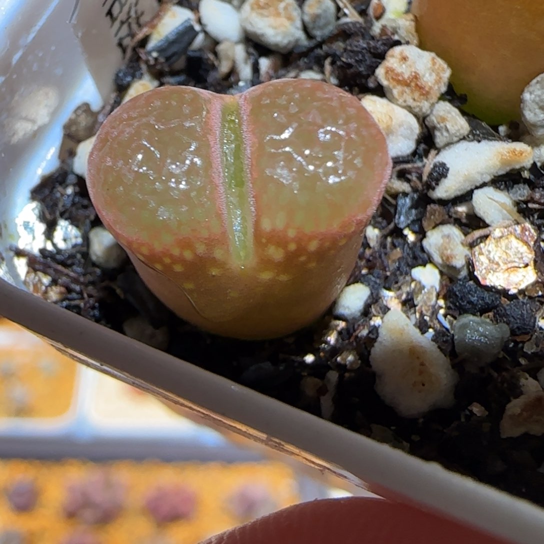 肉锥多肉植物百科-帕法德1030