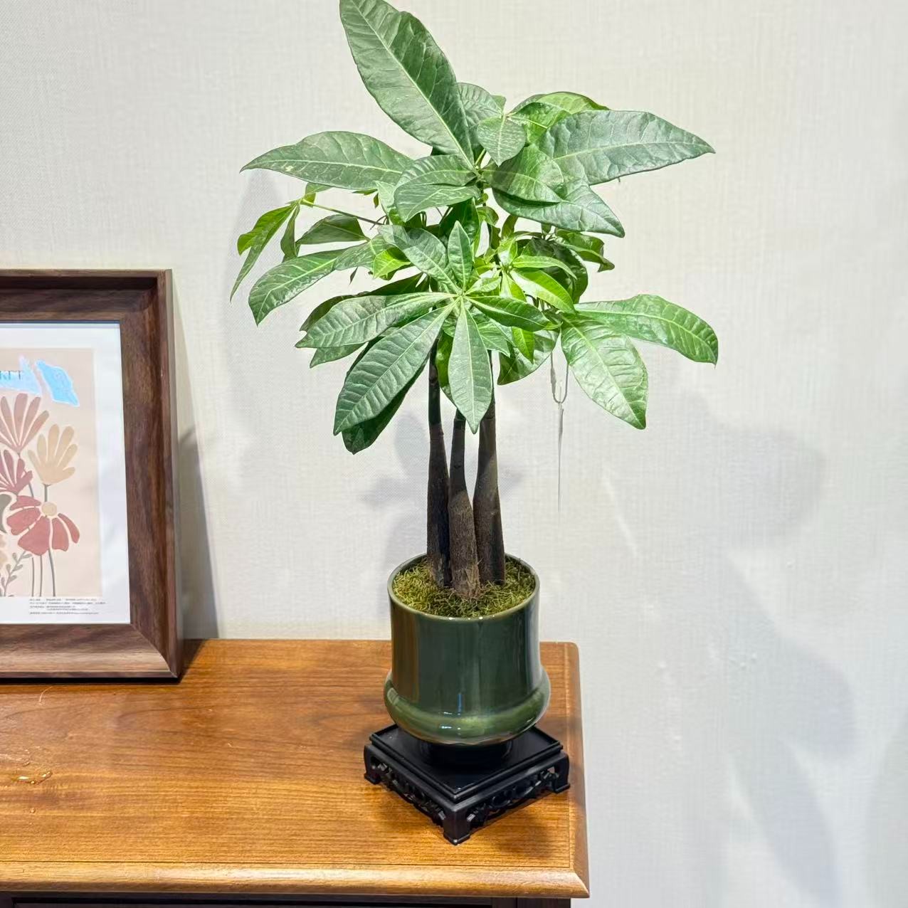发财树墨绿色陶瓷盆室内盆栽好养桌面绿植盆栽