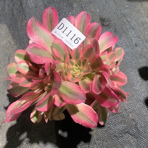 1116鲸落多肉有朵有缀