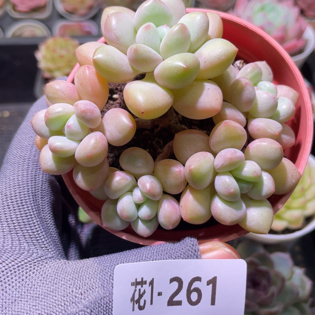 花利美1-261泡泡糖