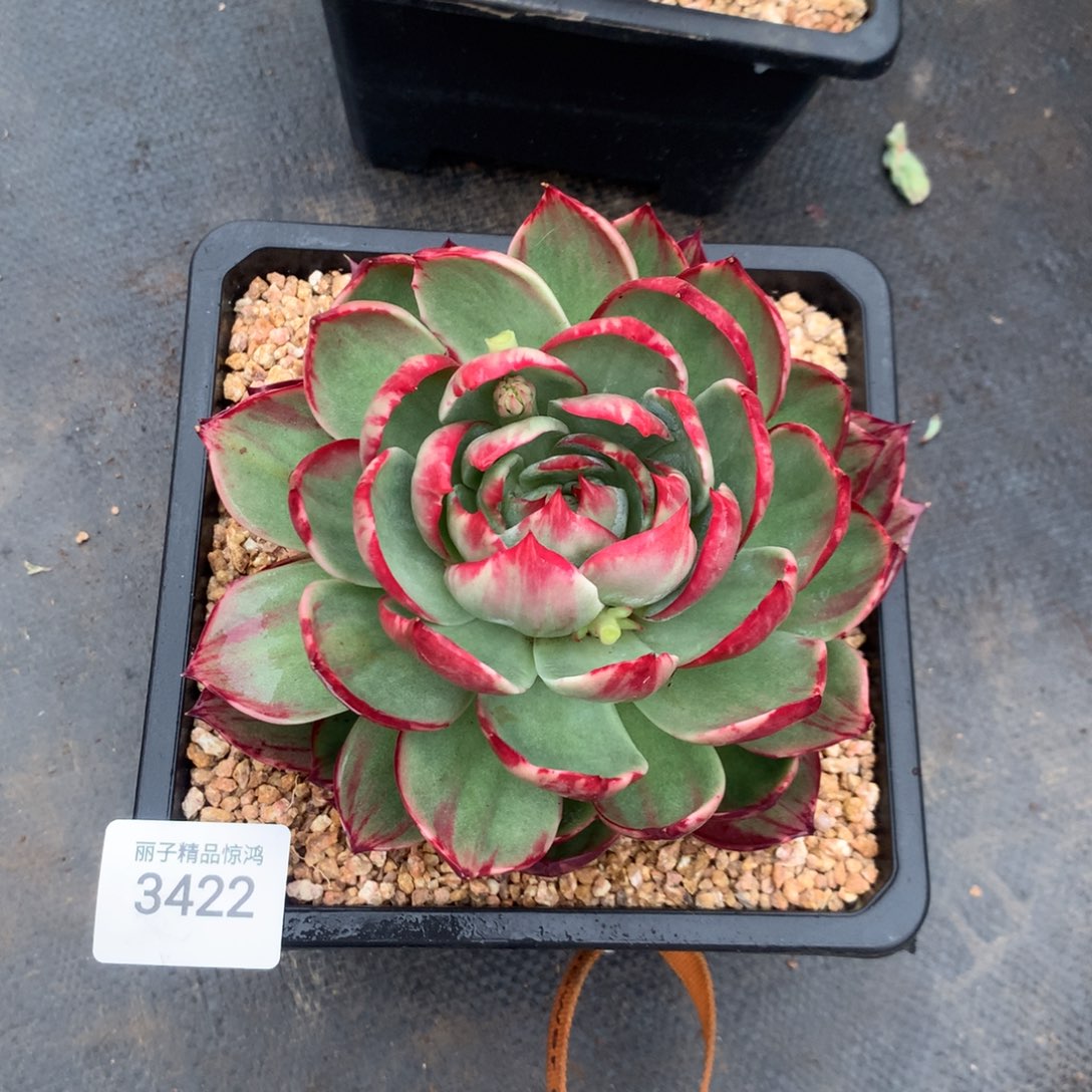 陌***歌3422一物一拍18厘米