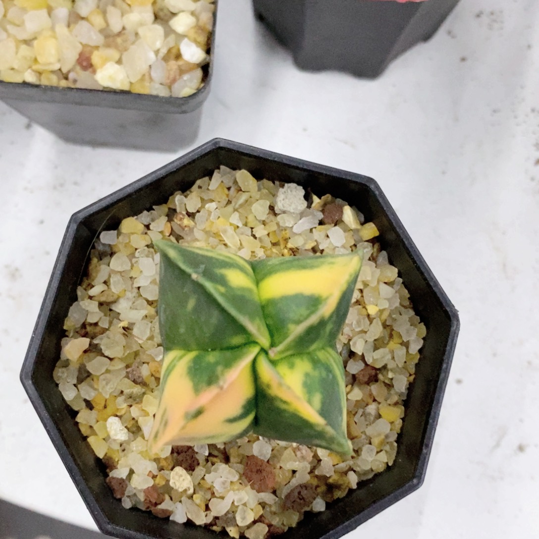 安***光仙人球鸾凤玉锦带盆