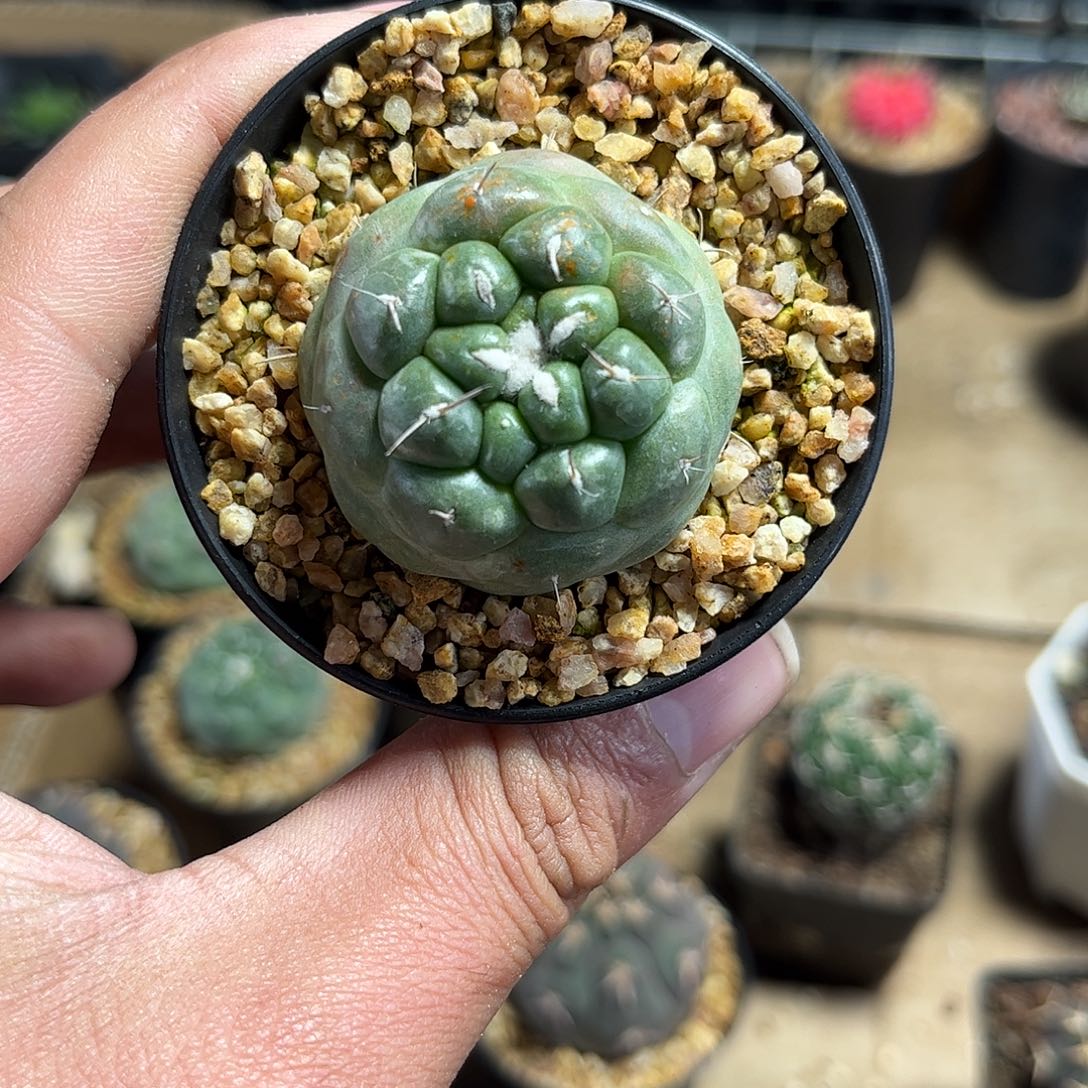 无刺象牙单头发货单头发